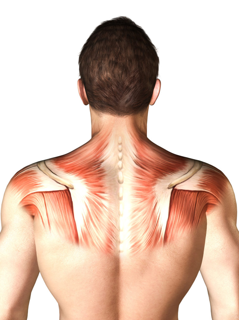 肩回りの筋肉図